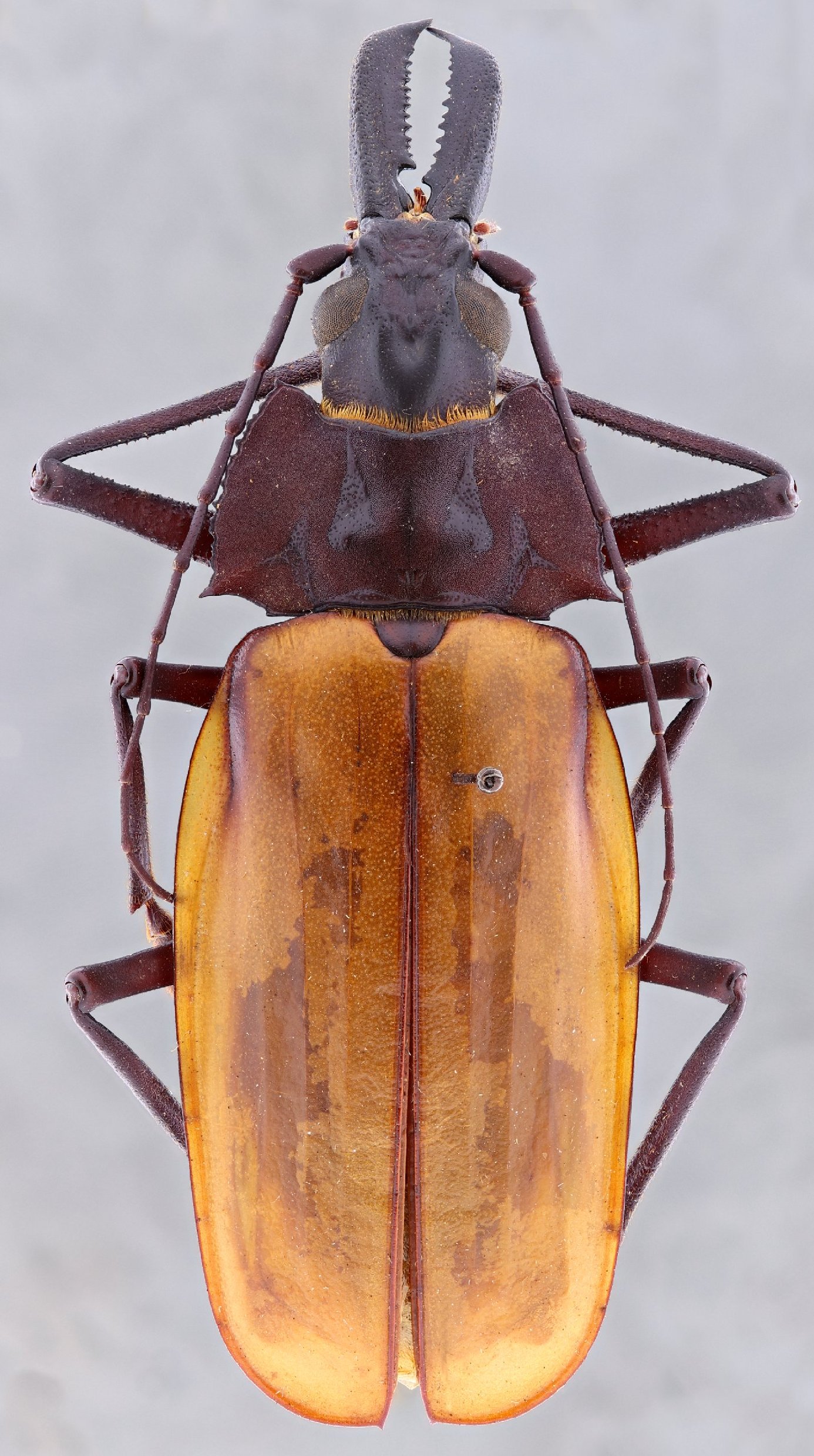 Cerambycidae Species Details